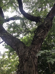 Gleditsia triacanthos