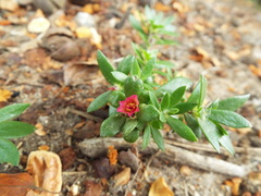 Portulaca amilis