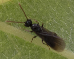 Myrmecina americana