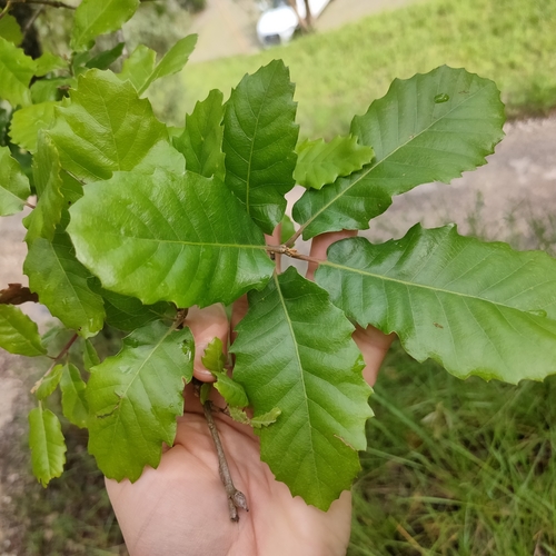 Portuguese oak