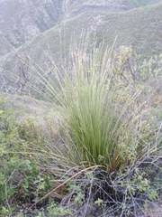 Dasylirion longistylum