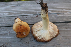 Russula fellea