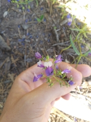 Collinsia torreyi