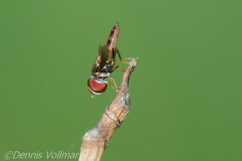 Stubby Hover Fly photo 2