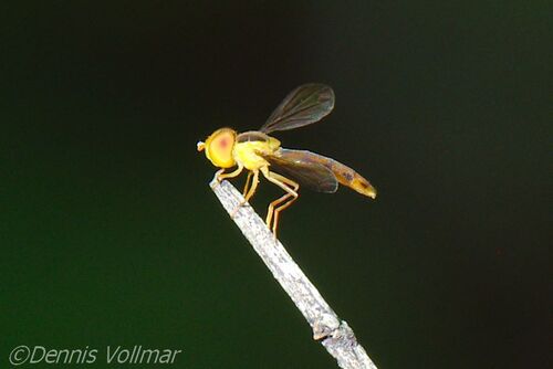 Yellow Hover Fly