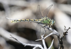 Ophiogomphus