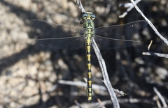 Ophiogomphus