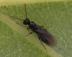 Myrmecina americana