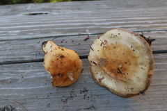Russula fellea