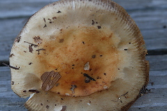 Russula fellea