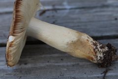 Russula fellea