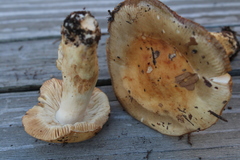 Russula fellea