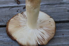 Russula fellea