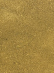 Florida Sand Darter photo 4