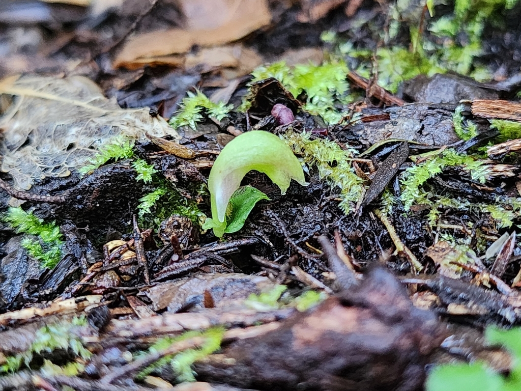 Corybas cheesemanii