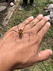 Ventrivomer ancyrophorus