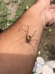 Ventrivomer ancyrophorus