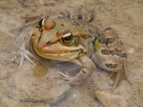 Sahara Frog