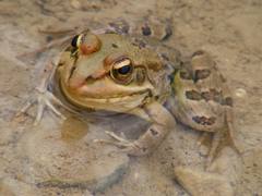 Pelophylax saharicus