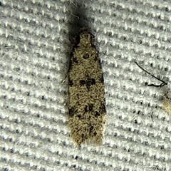 Autostichidae