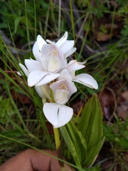 Govenia liliacea