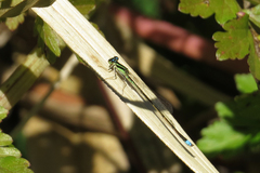 Argentagrion ambiguum