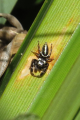 Dendryphantes mordax