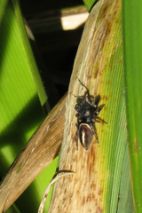 Dendryphantes mordax