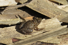 Pseudopaludicola falcipes