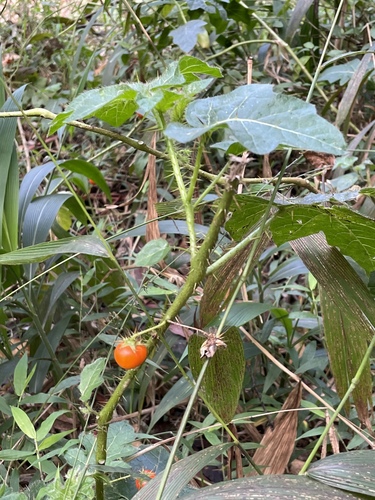 Solanum capsicoides observed 2025-01-07