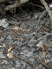 Aspidoscelis neomexicanus