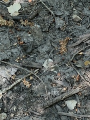 Aspidoscelis neomexicanus