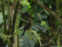 Myiobius villosus