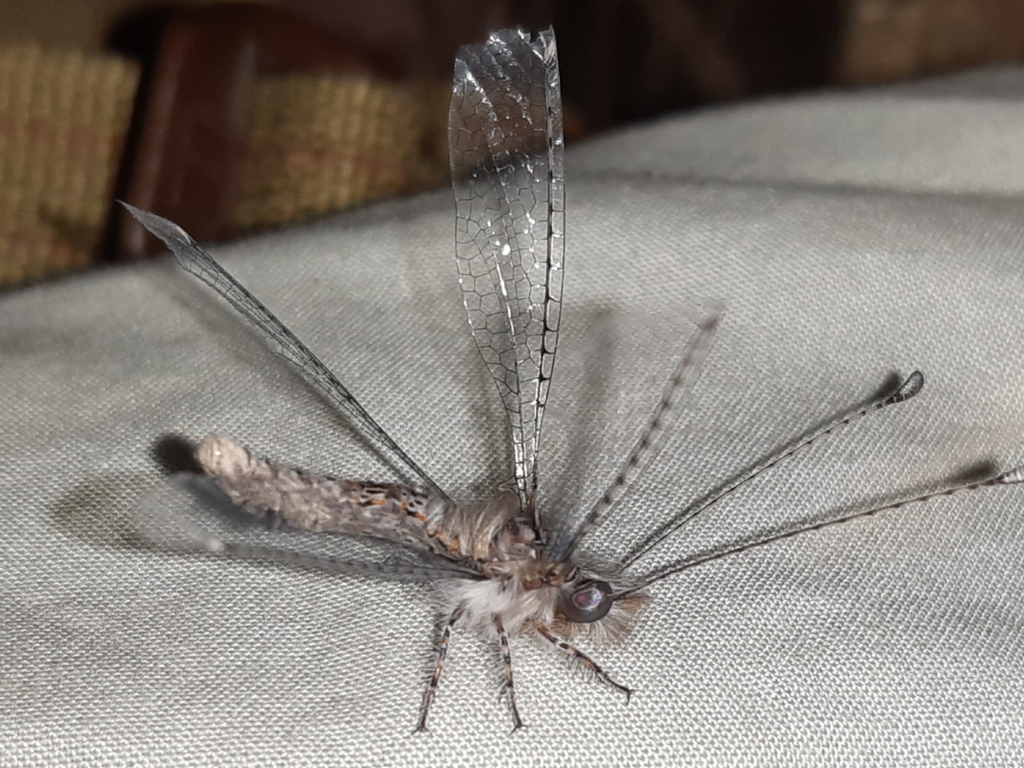 Neomelambrotus