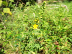 Agrimonia rostellata