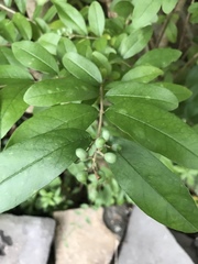 Ligustrum
