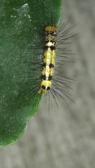Pericopina