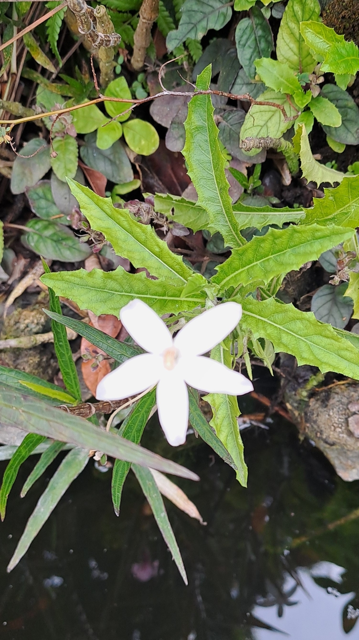 Hippobroma longiflora — ảnh 2