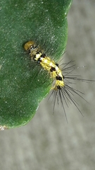 Pericopina