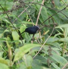 Luscinia phaenicuroides