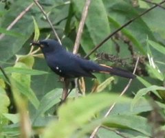 Luscinia phaenicuroides