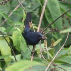 Luscinia phaenicuroides