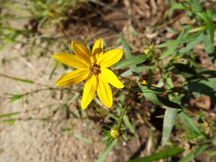 Coreopsis major