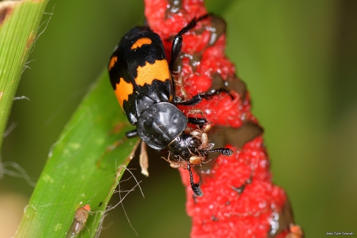 Juodbuožis Duobkasys nuotrauka