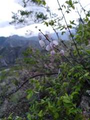 Hebecarpa barbeyana