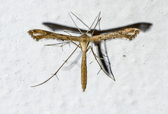Stenoptilodes taprobanes
