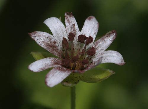 Chickweed Anther Smut