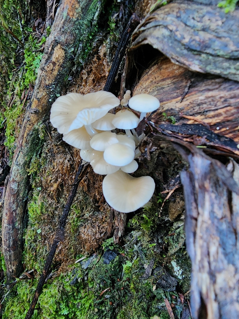 Roridomyces austrororidus · May 2025 · photo: © nicnation (iNaturalist, cc-by)