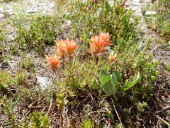 Castilleja peirsonii