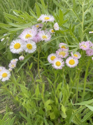 Erigeron philadelphicus
